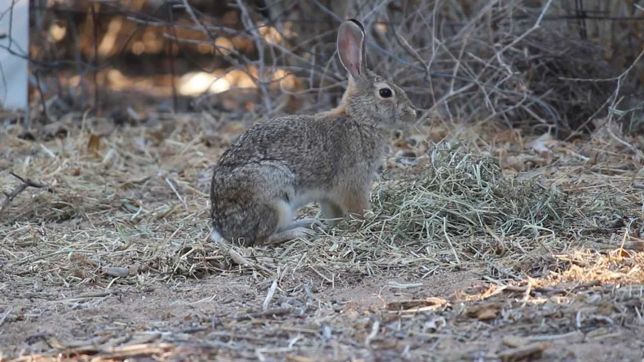 My wild rabbit friend,