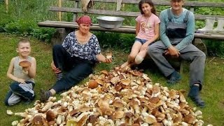 Mashrooms madness !!! Great mushroom picking !!! The biggest Catch !!! Porcini. GRZYBY 2024