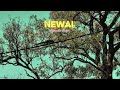 हमारे गाँव का एक खूबसूरत नज़ारा || #newai #tonk #rajasthaniculture