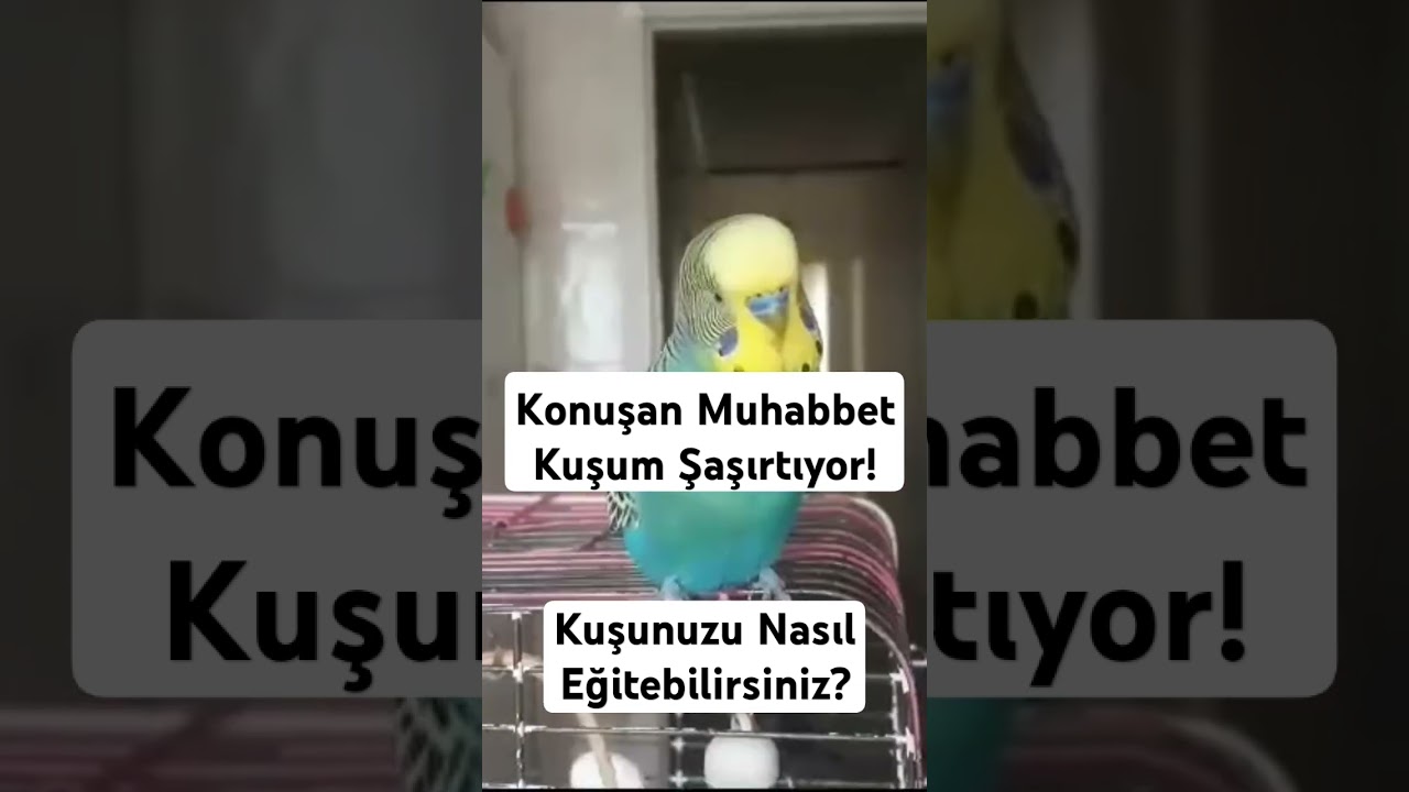 Konuşan Muhabbet Kuşum Şaşırtıyor! Kuşunuzu Nasıl Eğitebilirsiniz? #muhabbetkuşu #parrot #budgies