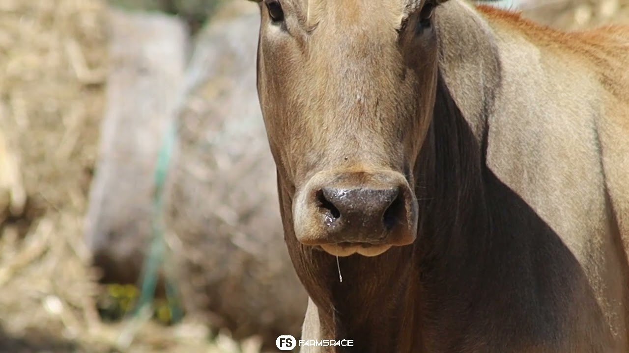 Gariep Nguni's bied aan Lot 54 - FB 18-112 by die Nguni Regainer Groep Veiling, 13 Oktober.