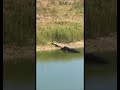 تمساح ياكل ثعبان خطير 