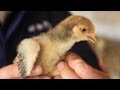 With No Cases Reported, Guangdong Sets Up Bird Flu Treatment Fund
