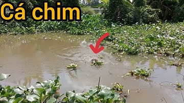 Câu cá rô đồng mấy con kênh này vẫn còn cá rất nhiều#fishing