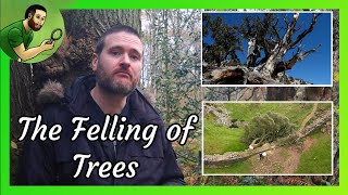 How The Oldest Living Thing Met Its End - The Felling of Prometheus