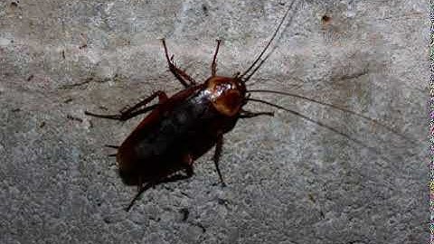 Cockroach sound