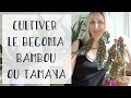Begonia bambou tamaya culture et entretien  tuto jardinage  plantes dintrieur