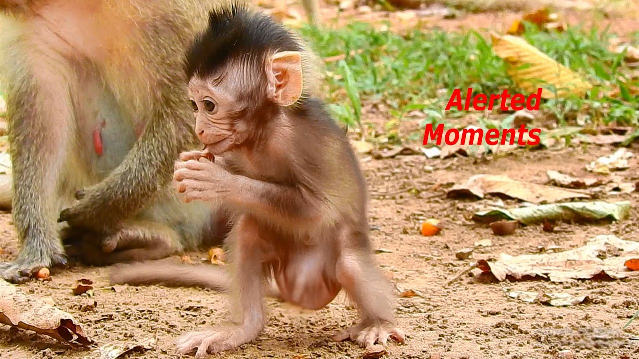 Adorable Quinton on cute moments, monkey baby Quinton very fast grow & be healthy