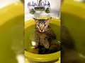 How Did This Cat Pull That Off?! 😹🐱🔥 | The Funniest Cat Surprise Ever #catvideos #funny #comedy