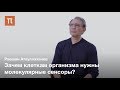 Теория тотального иммунитета — Равшан Атауллаханов