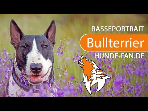 ► Bullterrier [2018] Rasse, Aussehen &amp; Charakter