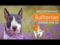 ► Bullterrier [2018] Rasse, Aussehen & Charakter