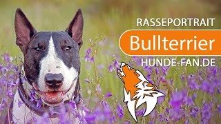 ► Bull Terrier [2020] History, Appearance, Temperament, Training, Exercise, Care & Health