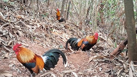 Gà rừng trống gọi bồi cực hay. Lau qaib qus qua zoo kaws li nawb