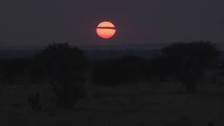 Mashatu Game Reserve - Red-Billed Quelea @WildWebAfrica screenshot 2