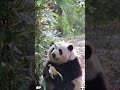 I want a kiss from baby panda 🐼 #panda #trending #cute