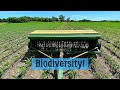 Interseeding Cover Crops Into Corn