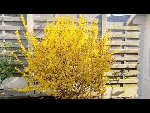 วีดีโอ: Forsythia ไม่บาน: ทำไม Forsythia ของฉันถึงไม่บาน?