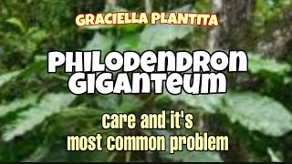 PHILODENDRON GIGANTEUM CARE | MOST COMMON PROBLEM | GRACIELLA PLANTITA