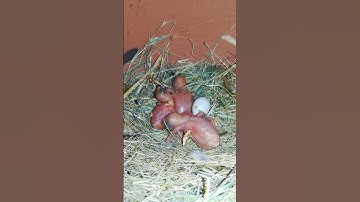 java birds chick #javasparrow #birds #ytshorts