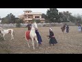 Horse race nihang Singh. TARNA  DAL.