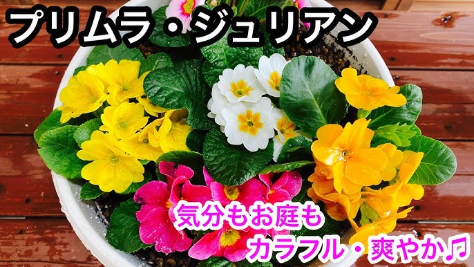 失敗しない プリムラ ジュリアン お庭が明るくカラフルに Youtube