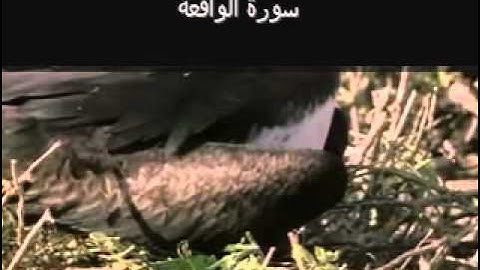 Surat Al Waqia (The Event) سورة الواقعة‎