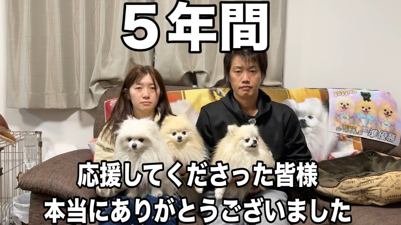 Three delightful sister Pomeranians will end in January - YouTube