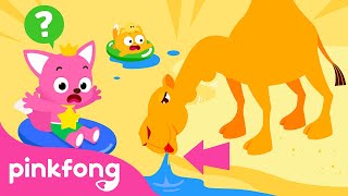 did you know that pandas eat all day long fun facts about animals learn with pinkfong