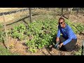 How to Plant Seed Potato; Crisis Food