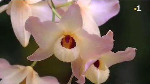 Quels sont les variétés d'orchidées ?