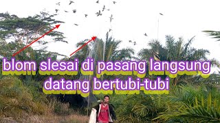 Ribuan burung Punai melintas di lokasi kali ini#kedatangan#Alhamdulillah#bisa#@jasmanchannel9959