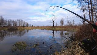 Знайшов Калюжу Забиту Щукою. Клювала як Дурна