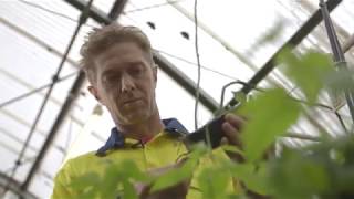 Breeding Hops With Character