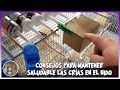 CONSEJOS PARA MANTENER SALUDABLE LAS CRÍAS EN EL NIDO 🦜