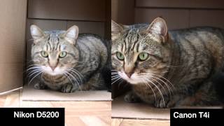 T4i vs D5200 -1080P 24p- Auto Everything Video Quality