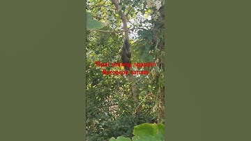 Tupai 🐿️ bercocok tanam #shortvideo