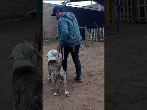 Video: Cómo enseñar a tu pitbull a sentarse