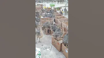 نعام افريقي اصبعين 