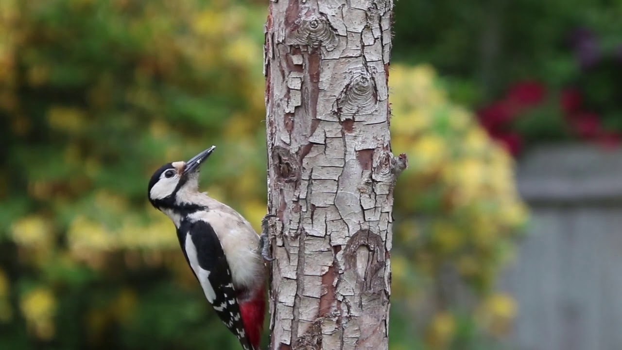 Quarantine hard working|woodpecker|Exotic wildindia