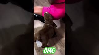 Twerking at its finest Check this dog out #dog #dancing #girl #puppy