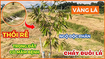 SẦU RIÊNG BỊ NGỘ ĐỘC PHÂN BÓN HỮU CƠ - NGUYÊN NHÂN VÀ CÁCH KHẮC PHỤC #shorts