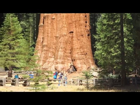 Vídeo: Quão alto as árvores crescem nas montanhas?