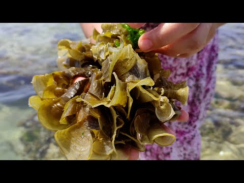ულვა , რა სიმდიდრეს მალავს სანაპირო ზოლი / Ulva, treasure of the beach