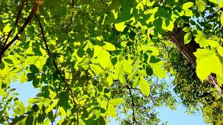 Alarm Sound Wake Up. Gentle Morning Alarm Ringtone. Relax Morning Music. Gentle Alarm Sound.