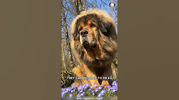 Tibetan Mastiff 🐶 The King Of Fluffy Giants!