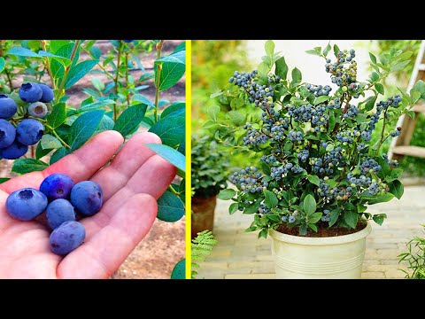 Video: Petua Praktikal Untuk Menanam Blueberry Dan Blueberry