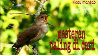 MASTERAN PALING DICARI KICAU MANIA#MANTAP