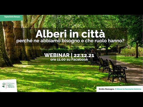 Video: Che dimensioni hanno gli alberi?