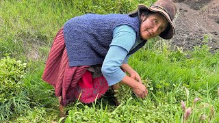 Así cosechamos una de las plantas más extrañas del rio 🌿 🍛